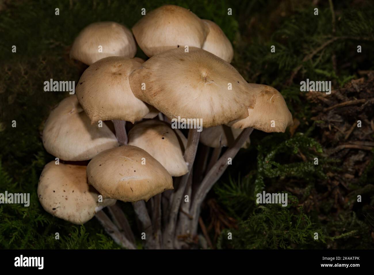 Knopfstielige Karotte mehrere Fruchtkörper mit hellrötlichen Stielen und hellbraunen Kappen in grünem Moos Stockfoto