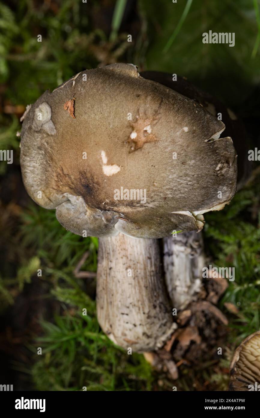 Seife, die zwei Fruchtkörper mit weiß-bräunlichen Stielen und grau-braunen Hüten in grünem Moos knightling Stockfoto