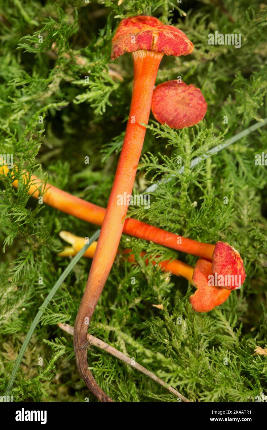 Mennigroter Saftling vier Fruchtkörper mit gelb-orangen Stielen und roten Mützen in grünem Moos Stockfoto