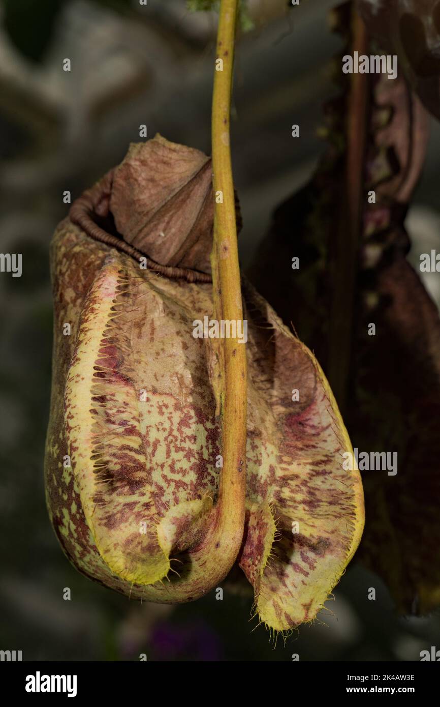 Tropische Kannenpflanze (Nepenthes) x mizuho braun-grünes Fangblatt Stockfoto