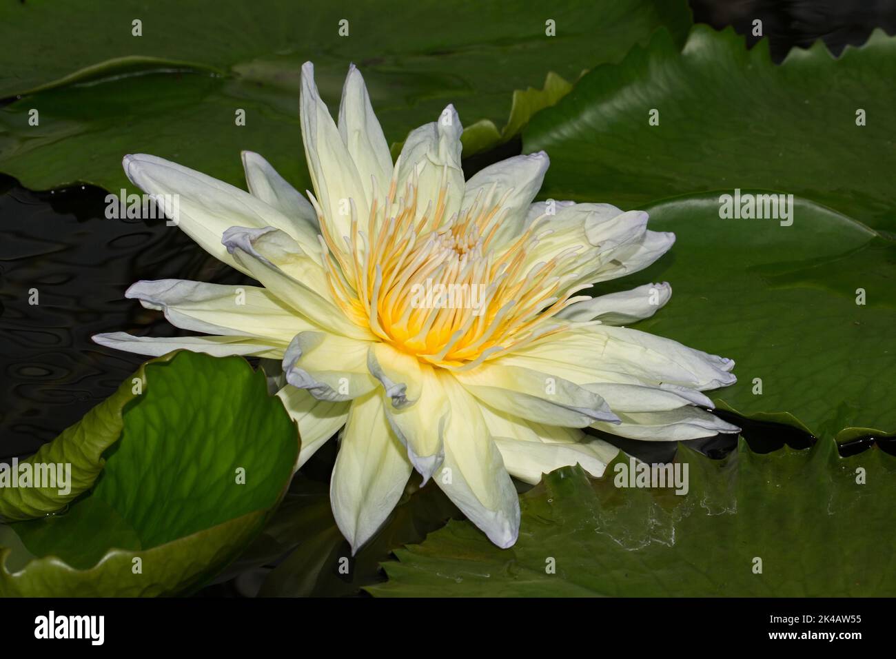 Seerose (Nymphaea) Hybrid Mondstrahl grüne Blätter mit weiß-gelb-bläulichen Blüten im Wasser Stockfoto