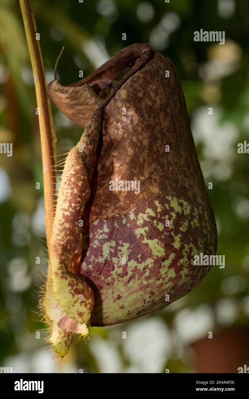 Tropische Kannenpflanze (Nepenthes) x mizuho braun-grünes Fangblatt Stockfoto
