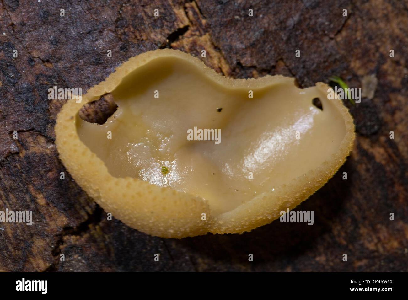 Buchenwald-Kügelchen Schale-förmigen Haselnuss Fruchtkörper auf Baumstamm Stockfoto