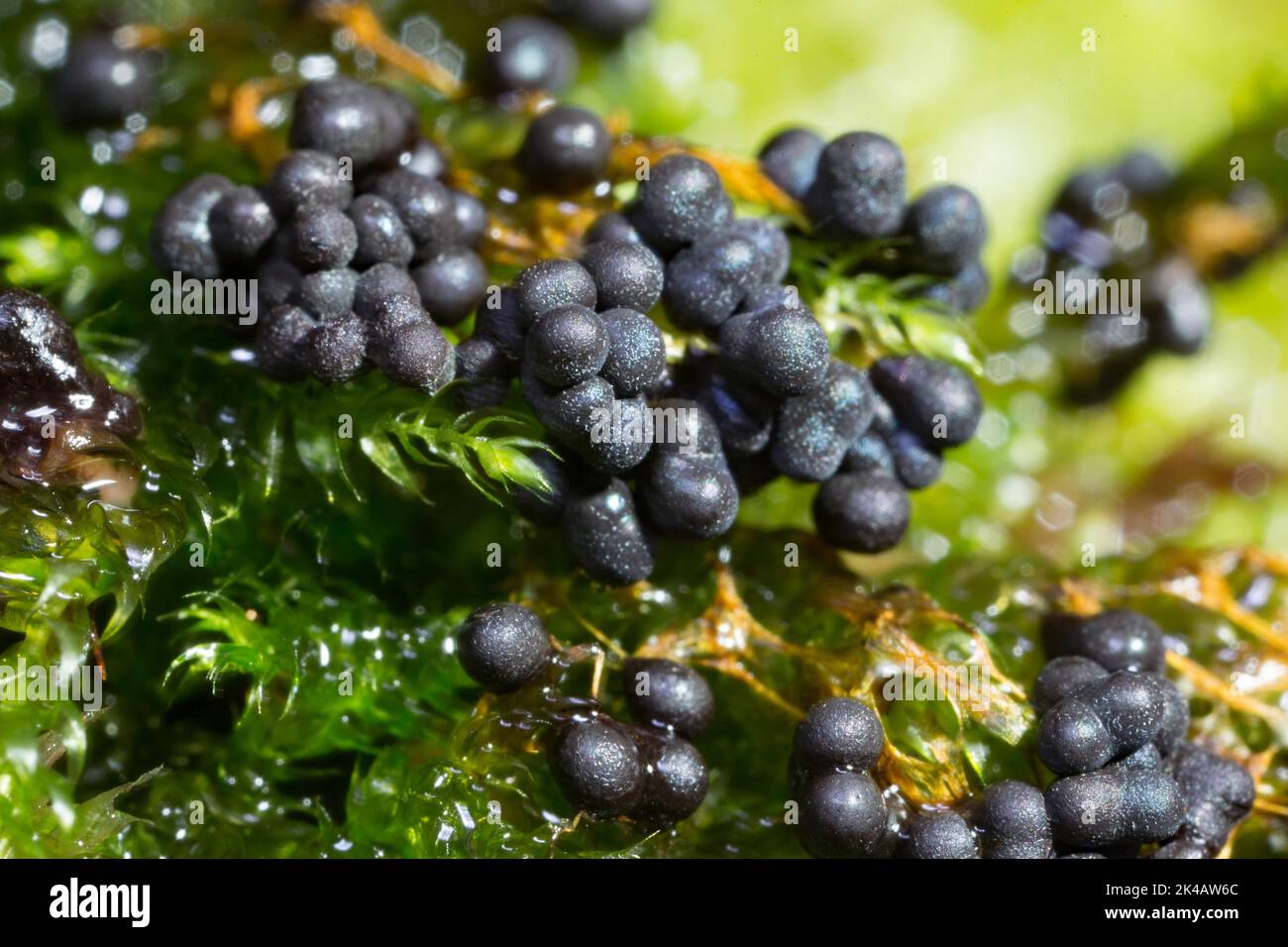 Fadenfruchtschleim schimmelt viele kugelförmige dunkelblaue Fruchtkörper nebeneinander auf grünem Moos Stockfoto