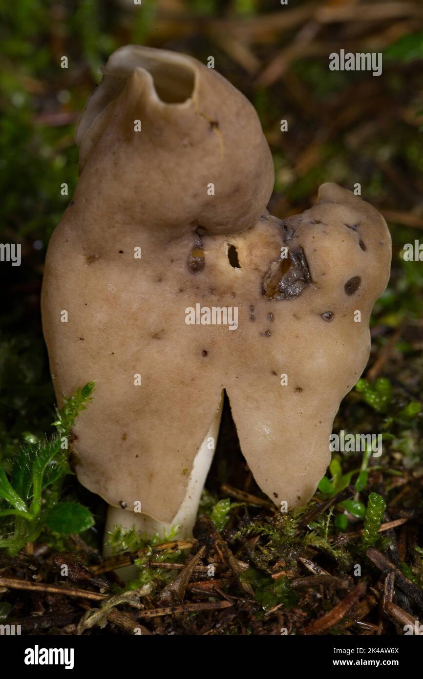 Elastischer Lorchel-Fruchtkörper mit weißem Stamm und hellbraunem sattelförmigen Kopfteil aus grünem Moos Stockfoto