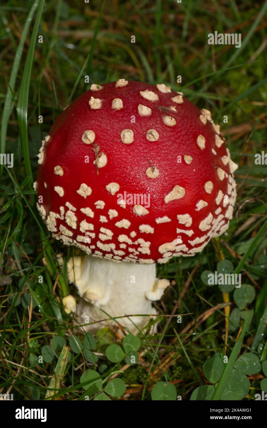 Fliege agarischen Fruchtkörper mit weißem Stamm und weißen Schuppen auf roter Mütze auf grüner Wiese Stockfoto