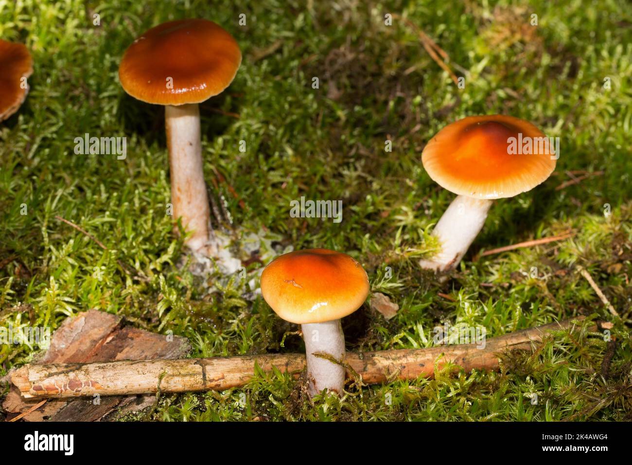 Heath Slimefoot drei Fruchtkörper mit weiß-bläulichen Stielen und braunen Kappen nebeneinander in grünem Moos Stockfoto