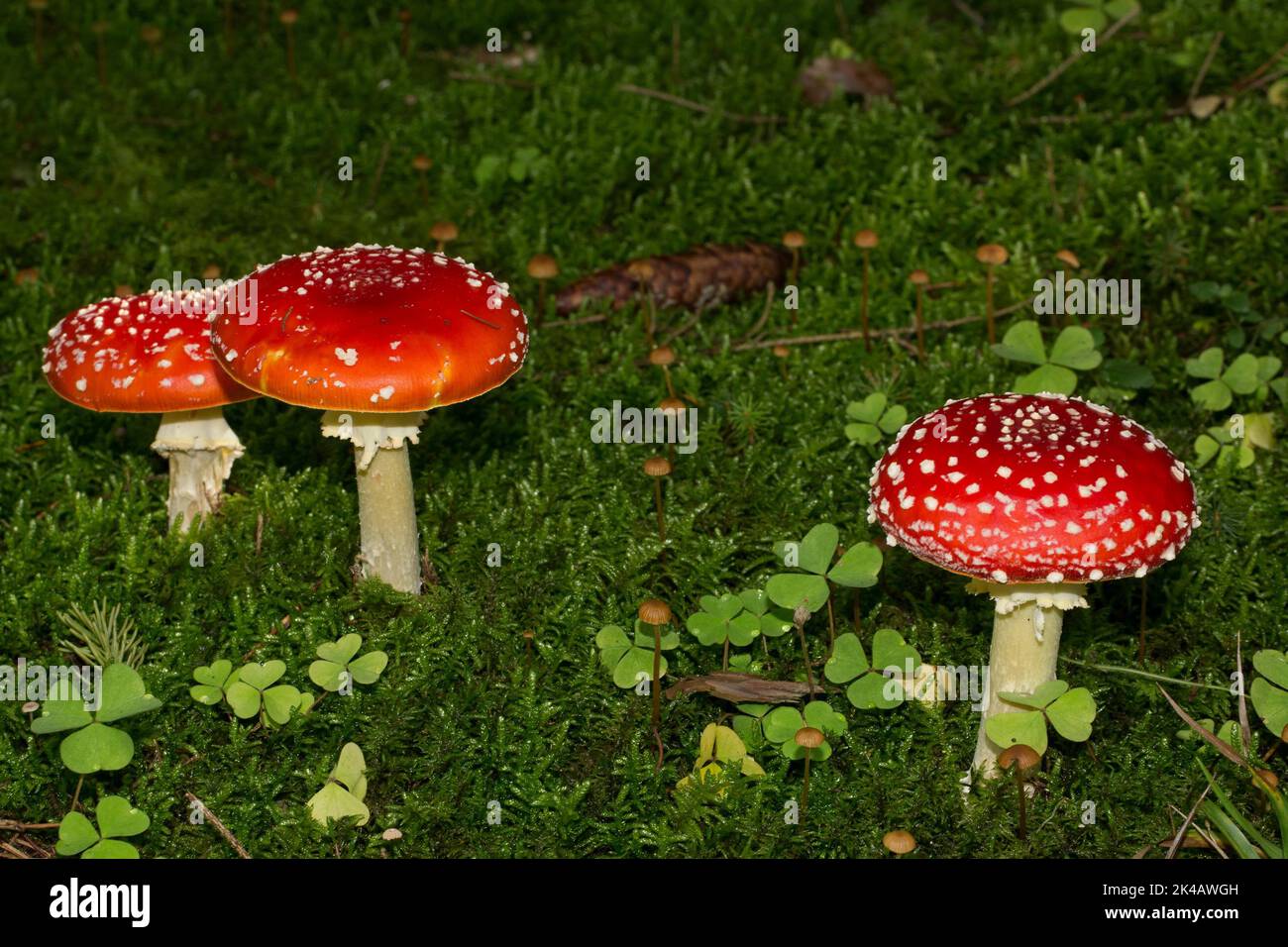 Toadstool drei Fruchtkörper mit weißen Stängeln und Schuppen auf roten Mützen nebeneinander in grünem Moos Stockfoto