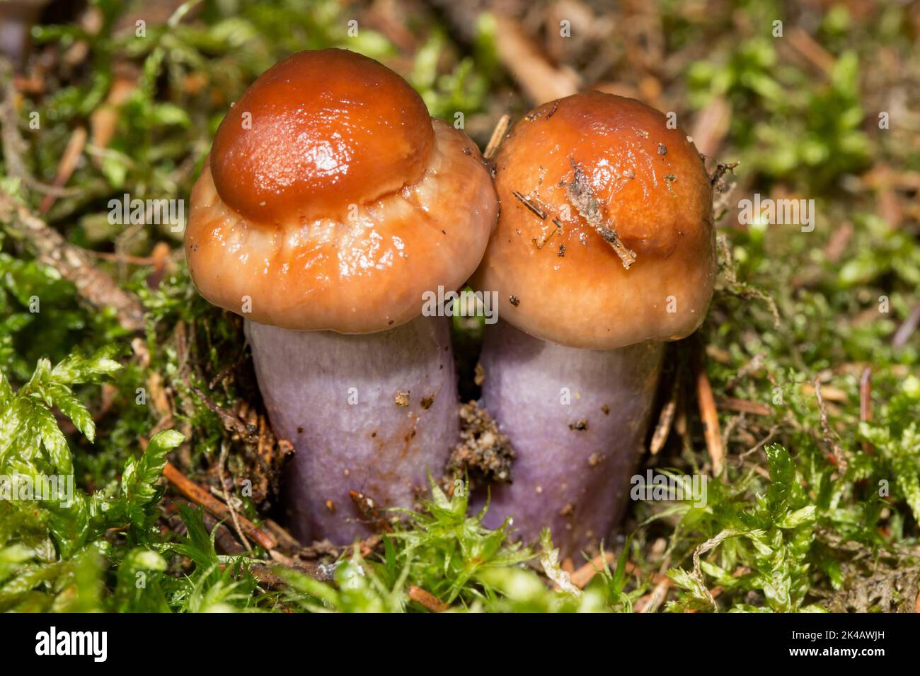Heath Slimefoot zwei Fruchtkörper mit weiß-bläulichen Stielen und braunen Kappen nebeneinander in grünem Moos Stockfoto