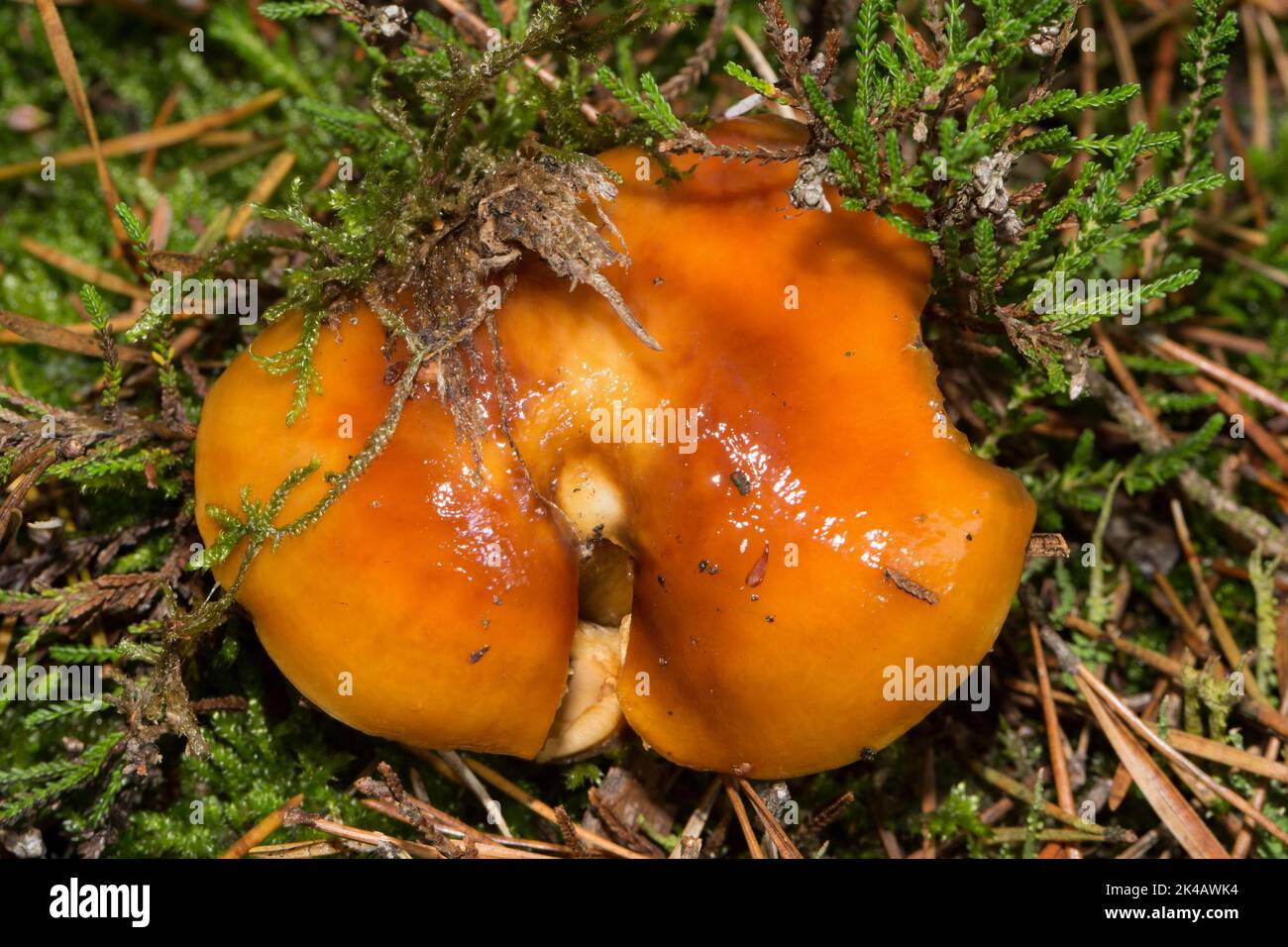 Heide Slimefoot Fruchtkörper mit rötlich brauner Kappe in grünem Moos Stockfoto