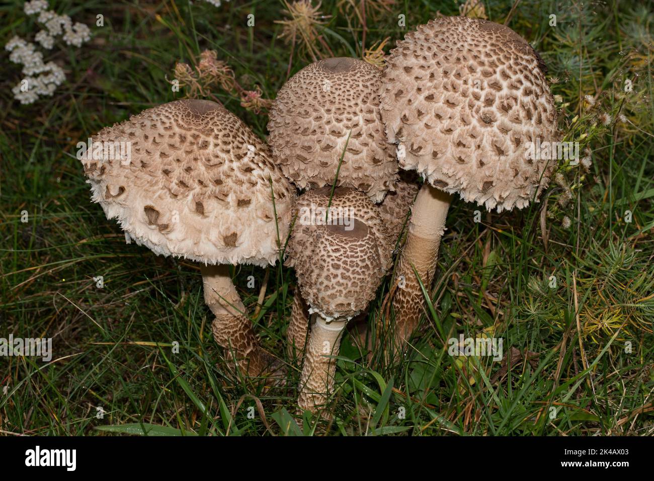 Riesiger Regenschirmpilz Fruchtkörper ein paar hellbraune Stängel und Hüte mit Schuppen nebeneinander auf grüner Wiese Stockfoto
