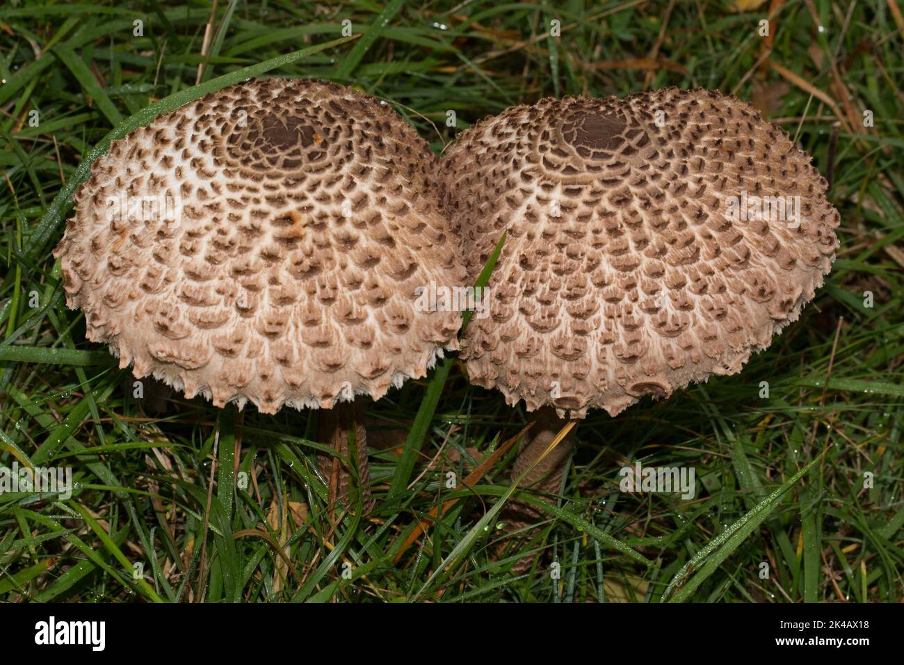 Riesiger Regenschirmpilz Fruchtkörper zwei hellbraune Stängel und Hüte mit Schuppen nebeneinander auf grüner Wiese Stockfoto