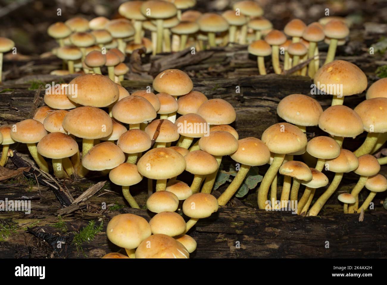 Rohrschwamm viele Fruchtkörper mit gelb-grünen Stielen und hellbraunen Kappen nebeneinander auf Baumstamm Stockfoto