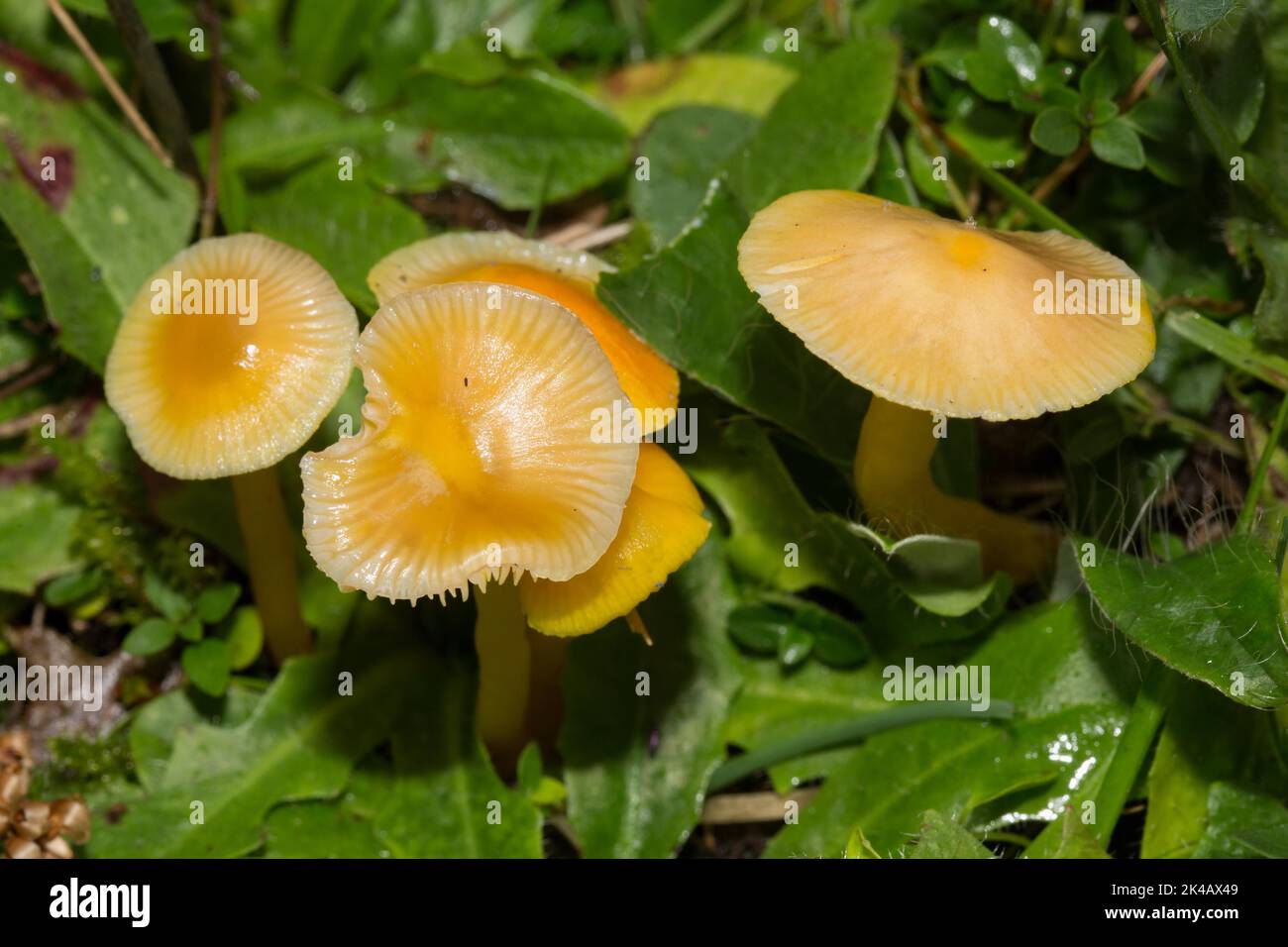 Dumpfes Säen einige Fruchtkörper mit gelbem Stamm und Kappe in grüner Wiese Stockfoto