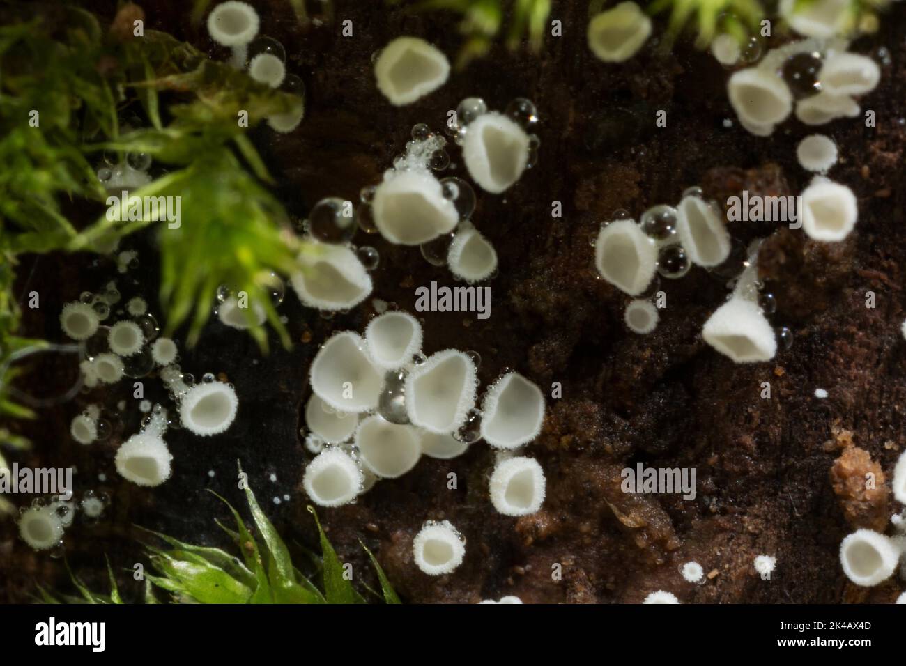 Weiße haarige Kuppel viele Fruchtkörper mit weißen Stängeln und weißen kugelförmigen Kappen auf Baumstamm mit grünem Moos Stockfoto