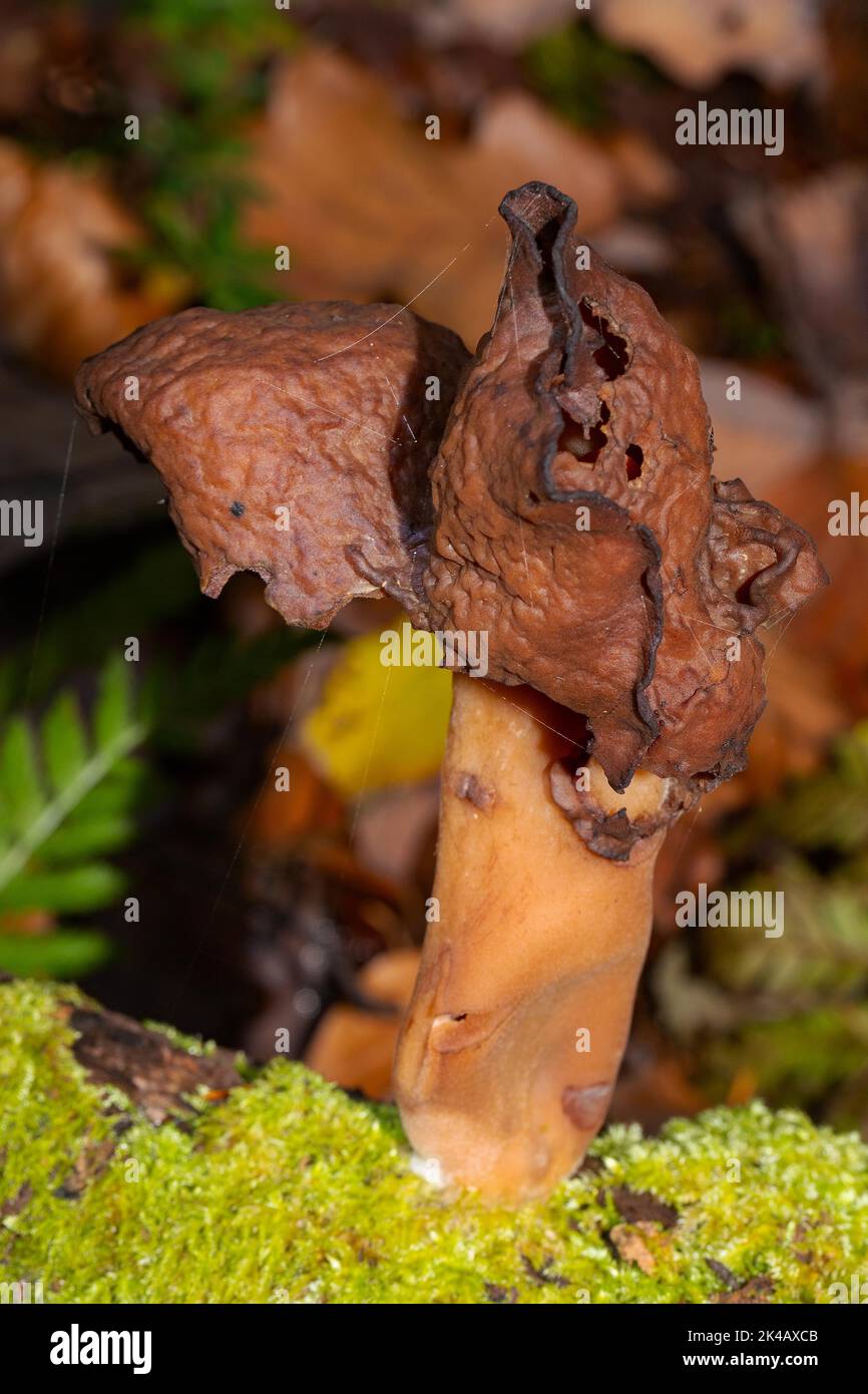 Bishop's Hut Fruchtkörper brauner Stamm und gelappter brauner Hut auf Baumstamm mit grünem Moos Stockfoto