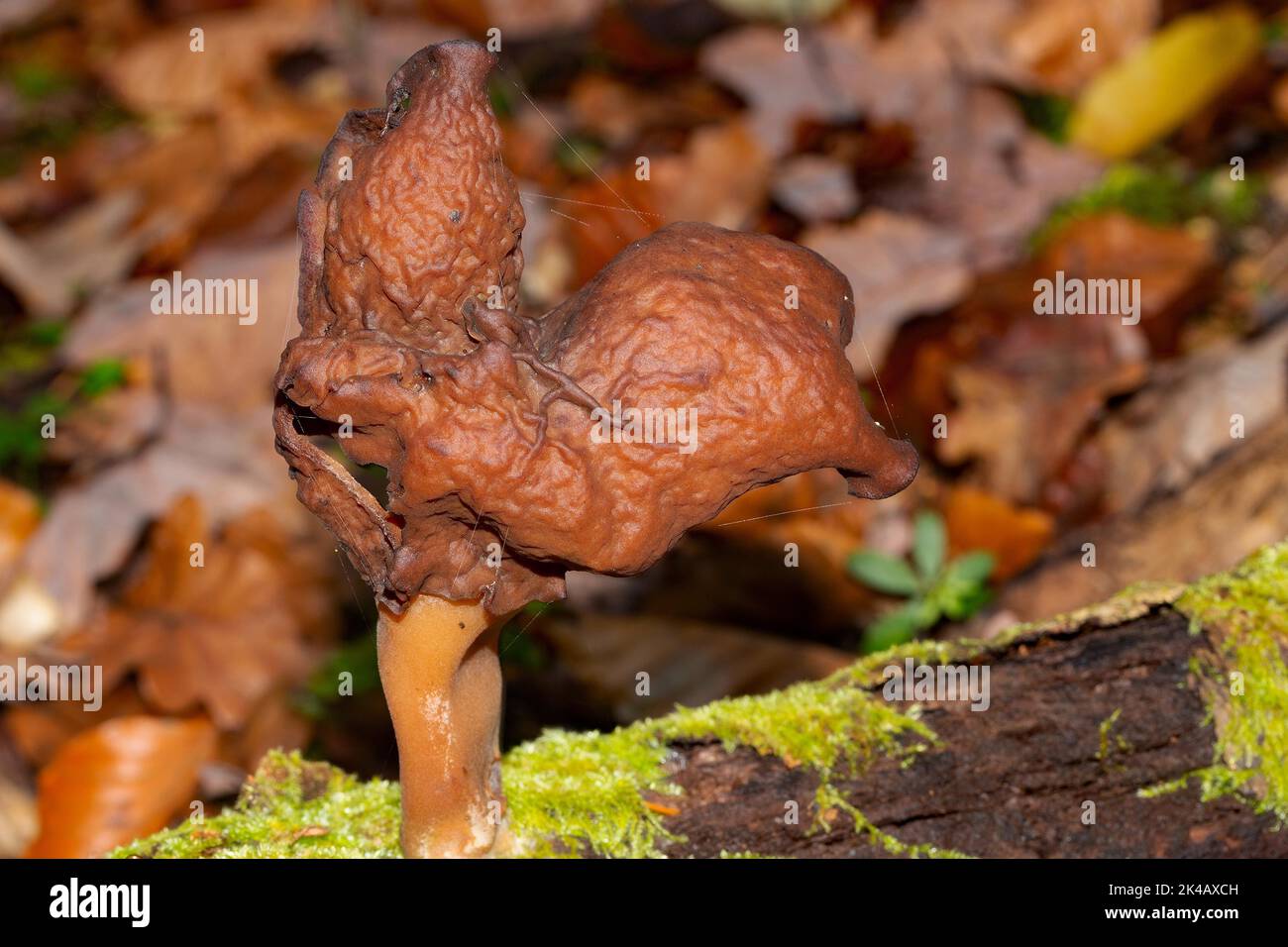 Bishop's Hut Fruchtkörper brauner Stamm und gelappter brauner Hut auf Baumstamm mit grünem Moos Stockfoto
