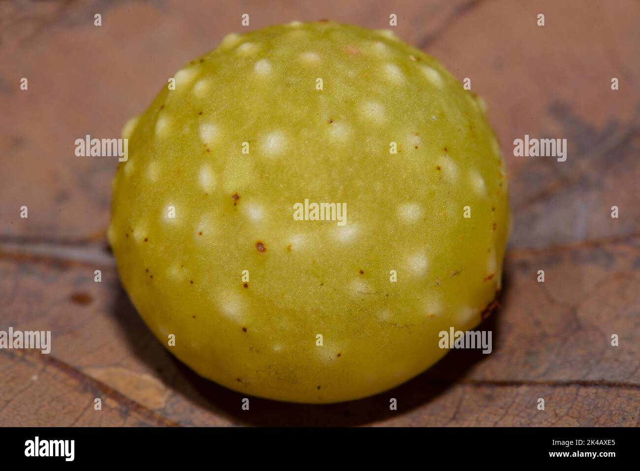 Eichengallwespe gelbe Galle auf braunem Blatt Stockfoto