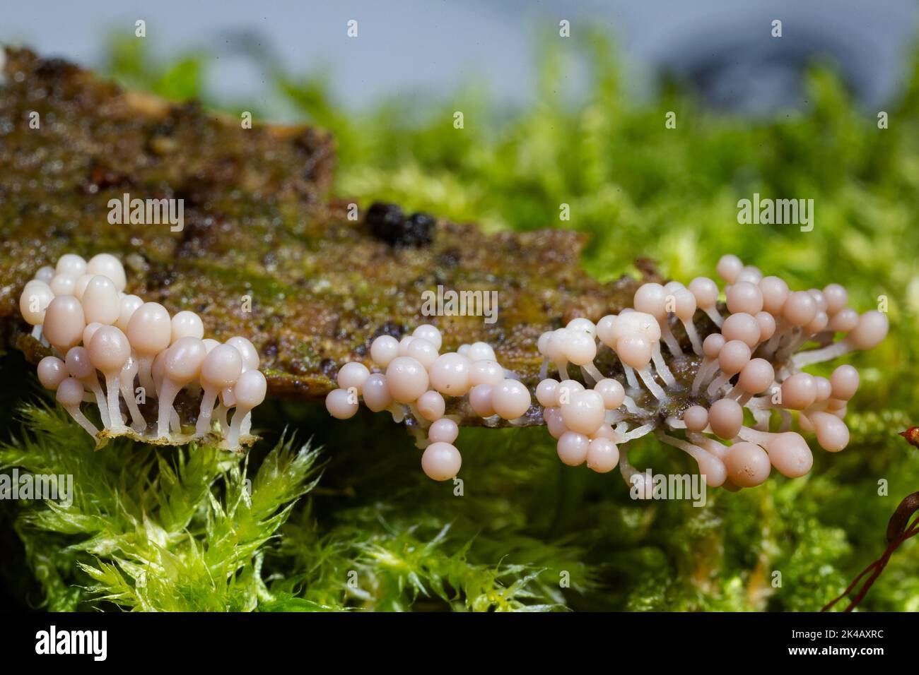 Rotkopfschleim schimmelt viele Fruchtkörper mit alten rosafarbenen Stielen und kugelförmigen Kappen nebeneinander auf Baumstamm mit grünem Moos Stockfoto