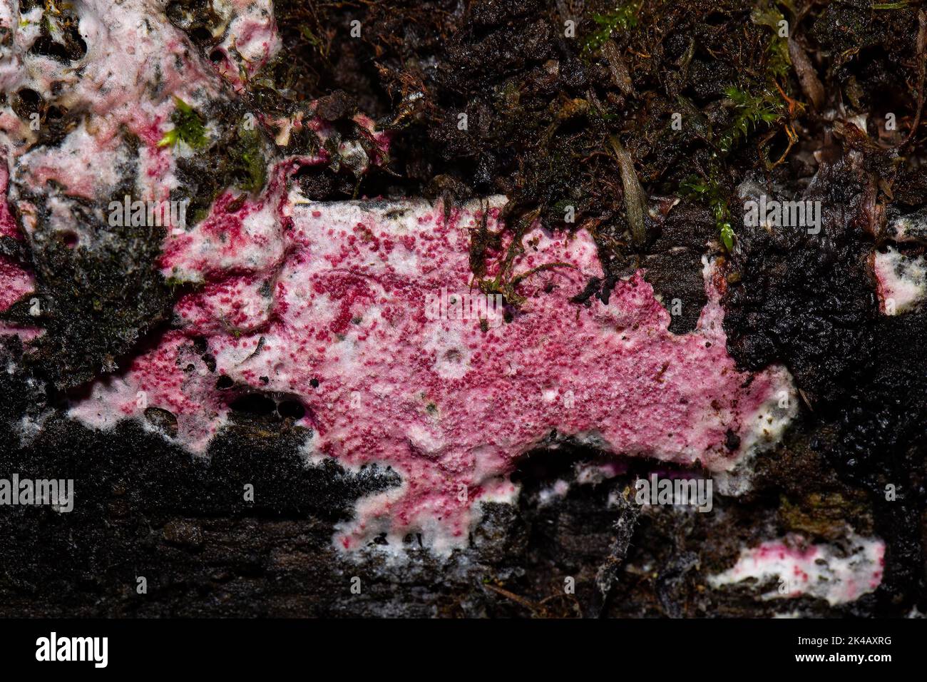 Rosafarbener parasitärer Pustuelpilz, purpurrote Fruchtkörper auf Baumstamm Stockfoto