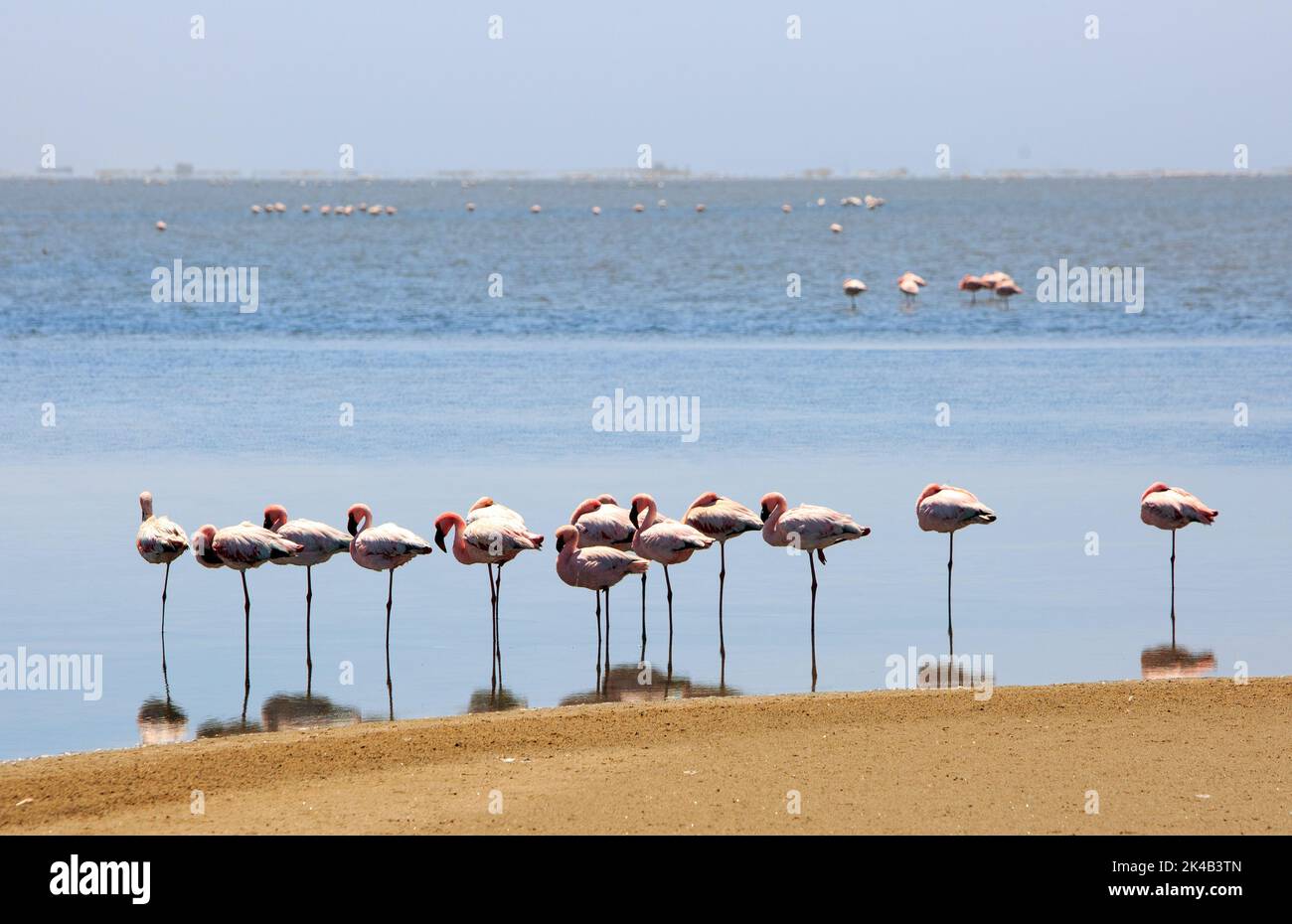 Pink Flamingos (Phoenicopterus roseus) an der Küste der Pelican Island in Walvis Bay, Namibia, Südafrika Stockfoto