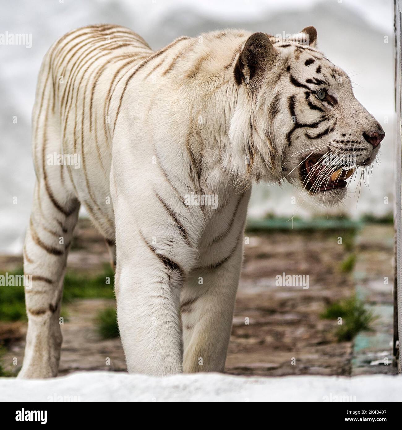 Weißer Tiger (Panthera tigris) in Gehege, Leukismus, unruhig, leicht offener Mund, gefangen Stockfoto