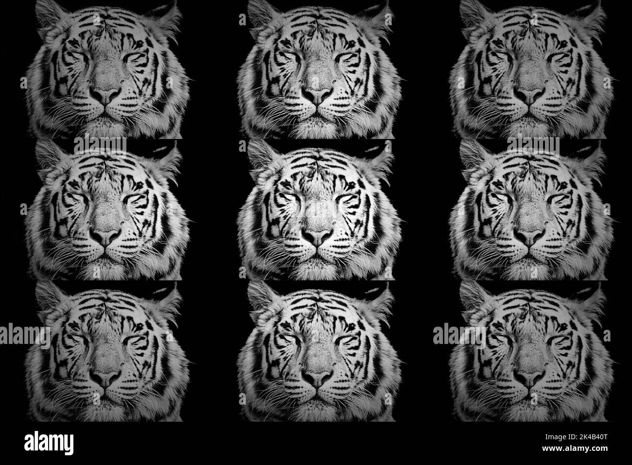 Weißer Tiger (Panthera tigris) schlafend, Porträt mit geschlossenen Augen, gefangen, Collage Stockfoto