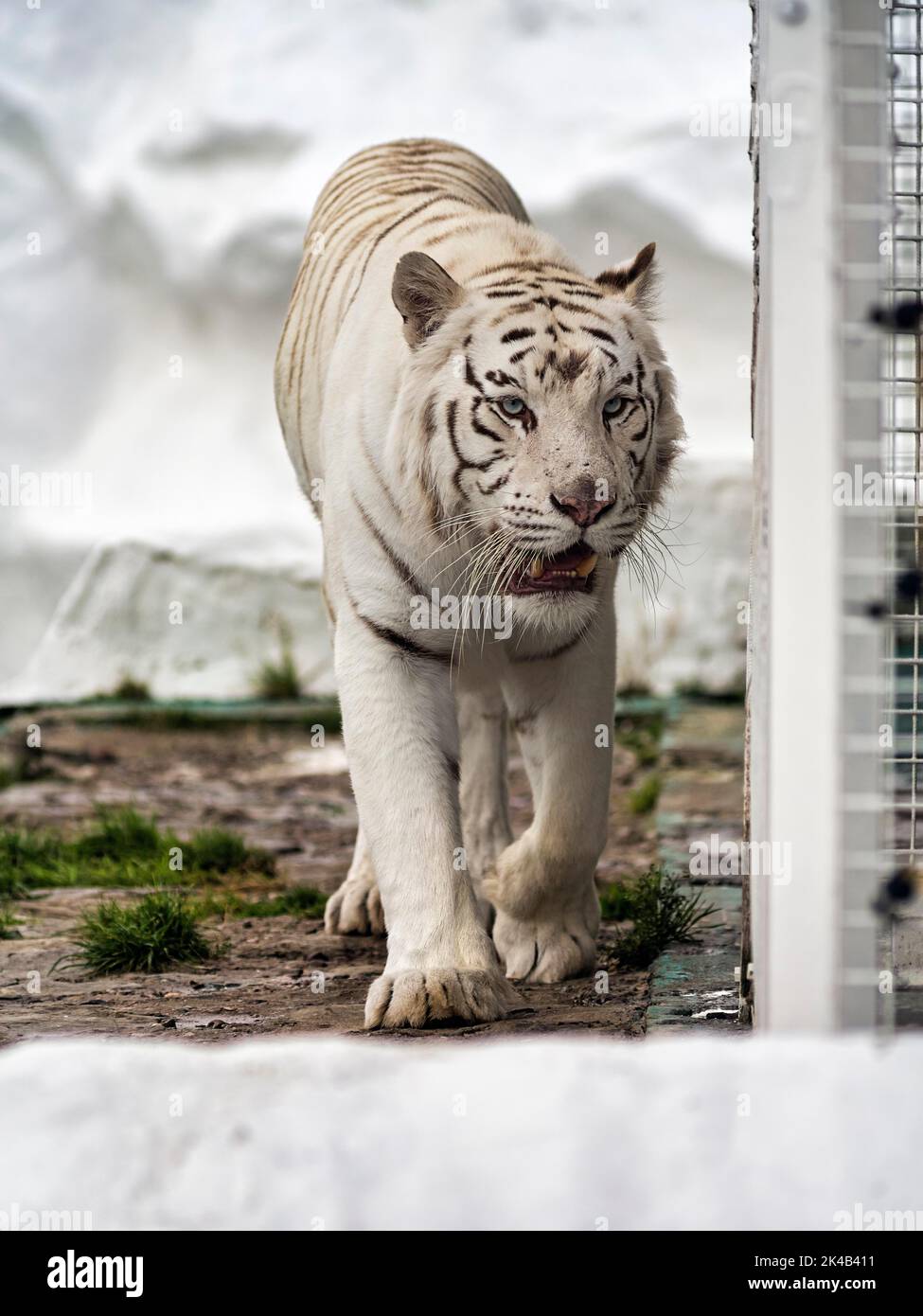 Weißer Tiger (Panthera tigris) neben seinem Käfig, Leukismus, unruhig, leicht offener Mund, gefangen Stockfoto