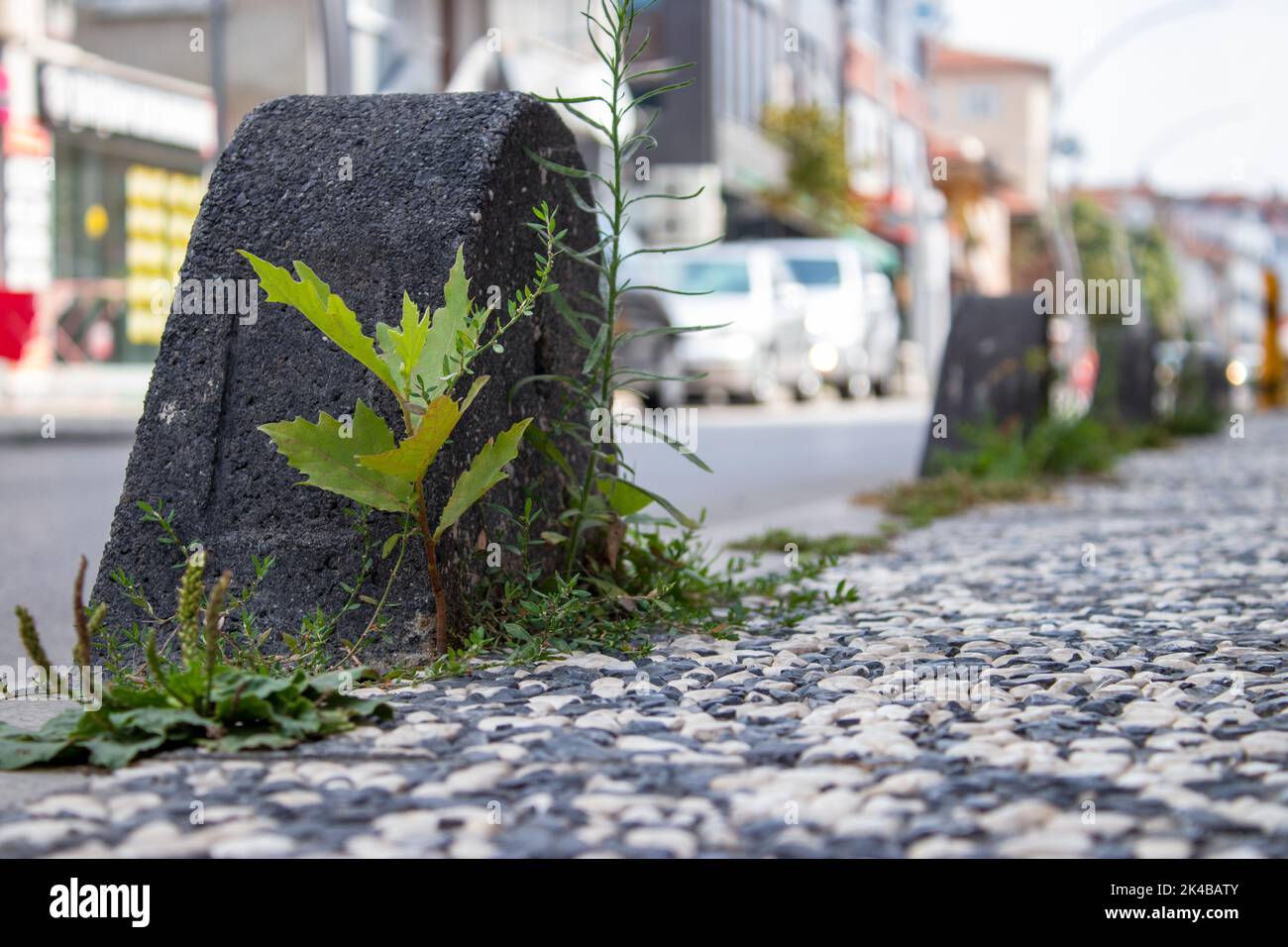 Gras sprießt auf dem Bürgersteig in der Stadt. Stadtstraße am Morgen. Natur, Mensch und Stadtchaos. Der Fokus liegt auf dem Pflasterstein. Stockfoto