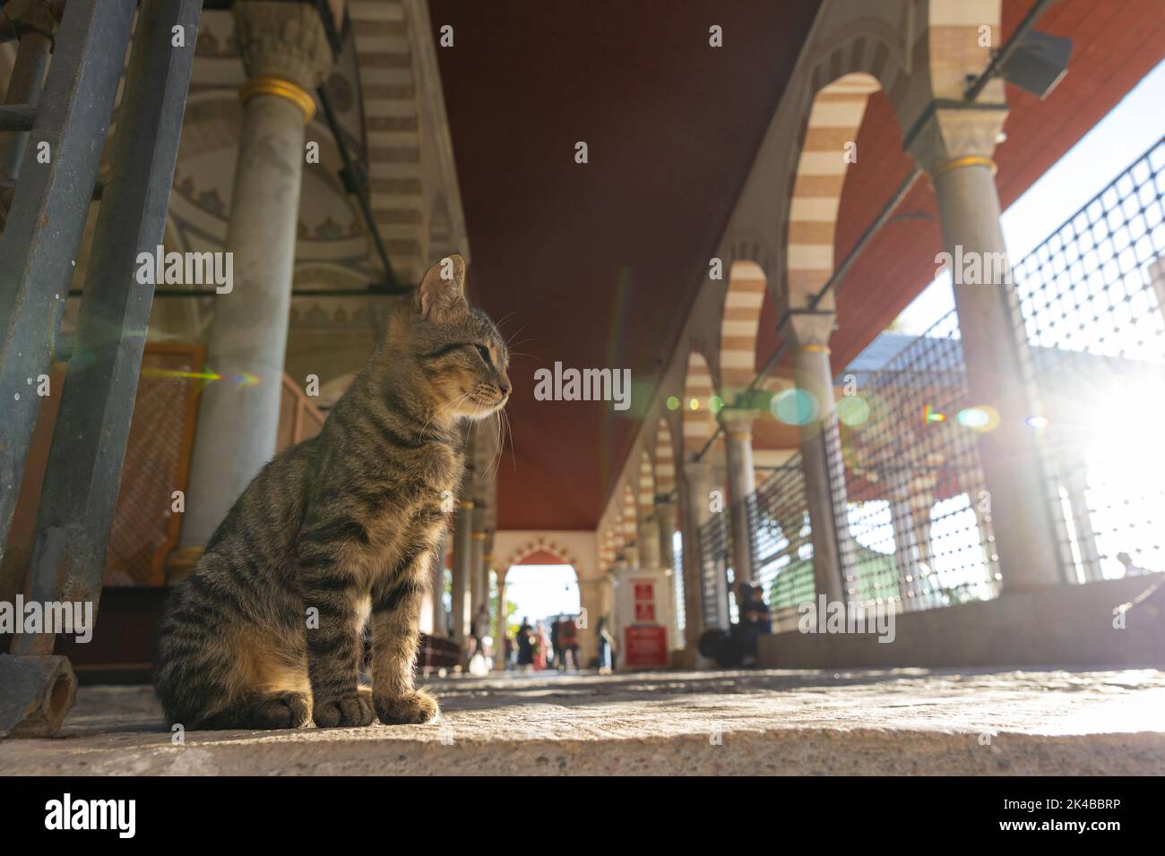 Streunende Katzen aus Istanbul. Eine streunende Katze, die in der Moschee sitzt. Türkische Kultur. Stockfoto