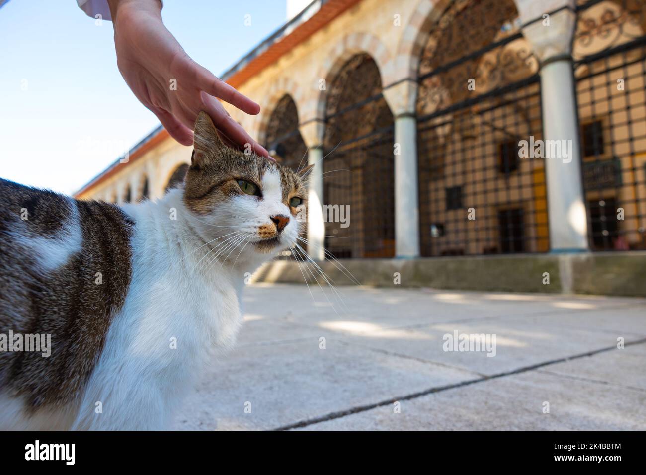 Frau streicheln eine streunende Katze im Garten einer Moschee. Türkische Kultur Hintergrund Foto. Stockfoto