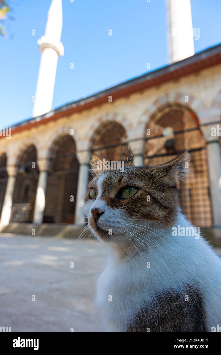 Porträt einer streunenden Katze und einer Moschee auf dem Hintergrund. Türkische Kultur Hintergrund Foto. Stockfoto
