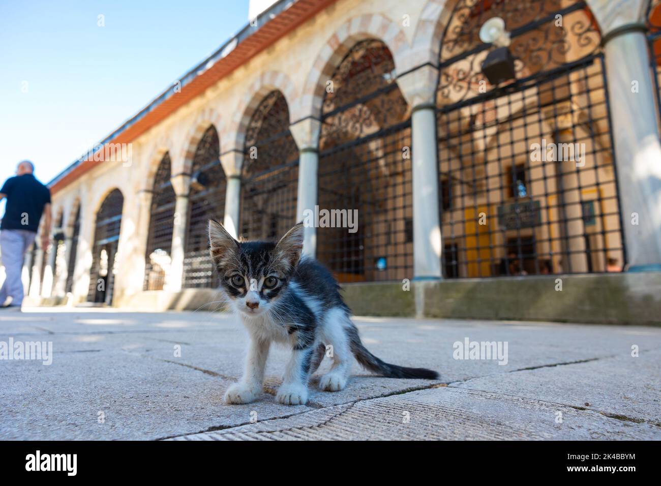 Ein streunendes Kätzchen im Garten der Moschee in Istanbul. Türkische Kultur Hintergrund Foto. Stockfoto