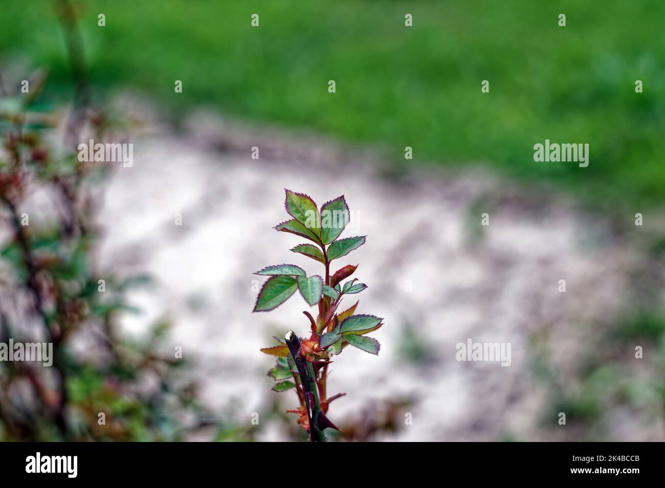 Kleine Teesosenblätter im Blumenbeet, im Frühjahr Stockfoto