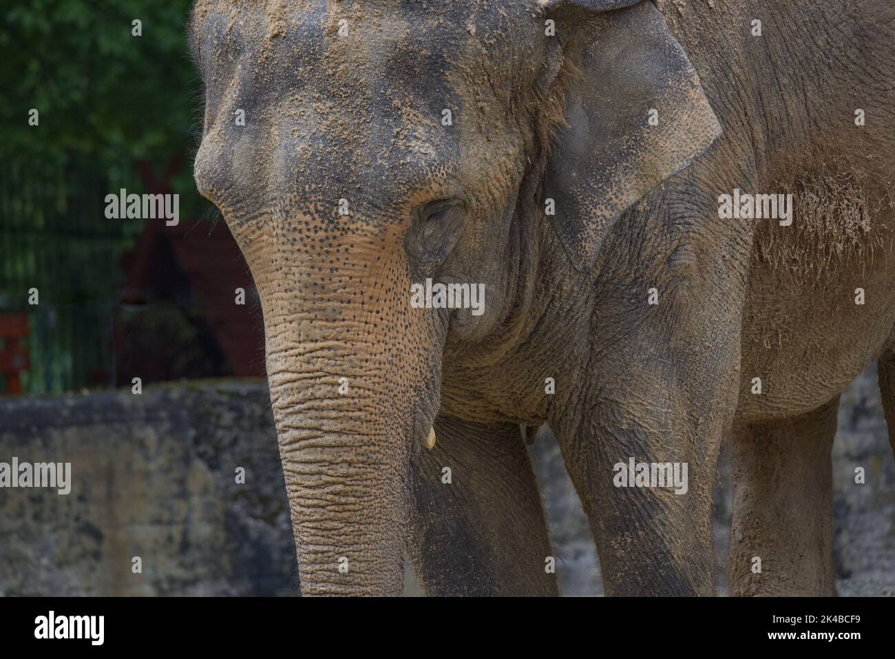 Elefant im Zoo, Clouse-up Bild Stockfoto