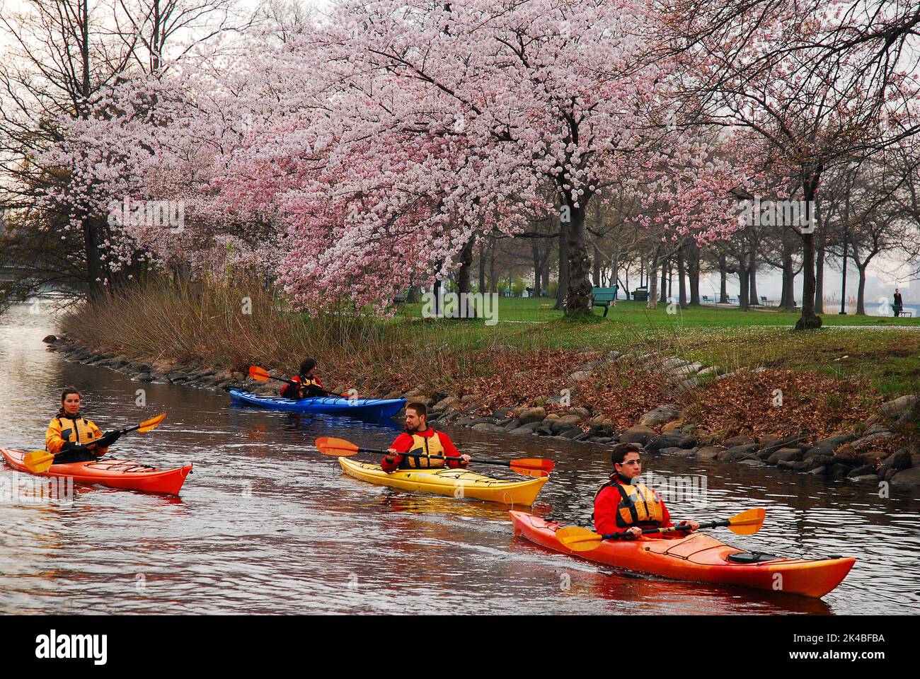 Eine Gruppe von Freunden genießen eine gemütliche Tour in Kajaks der frühlingshaften Kirschblüten, die entlang des Flussufers blühen Stockfoto