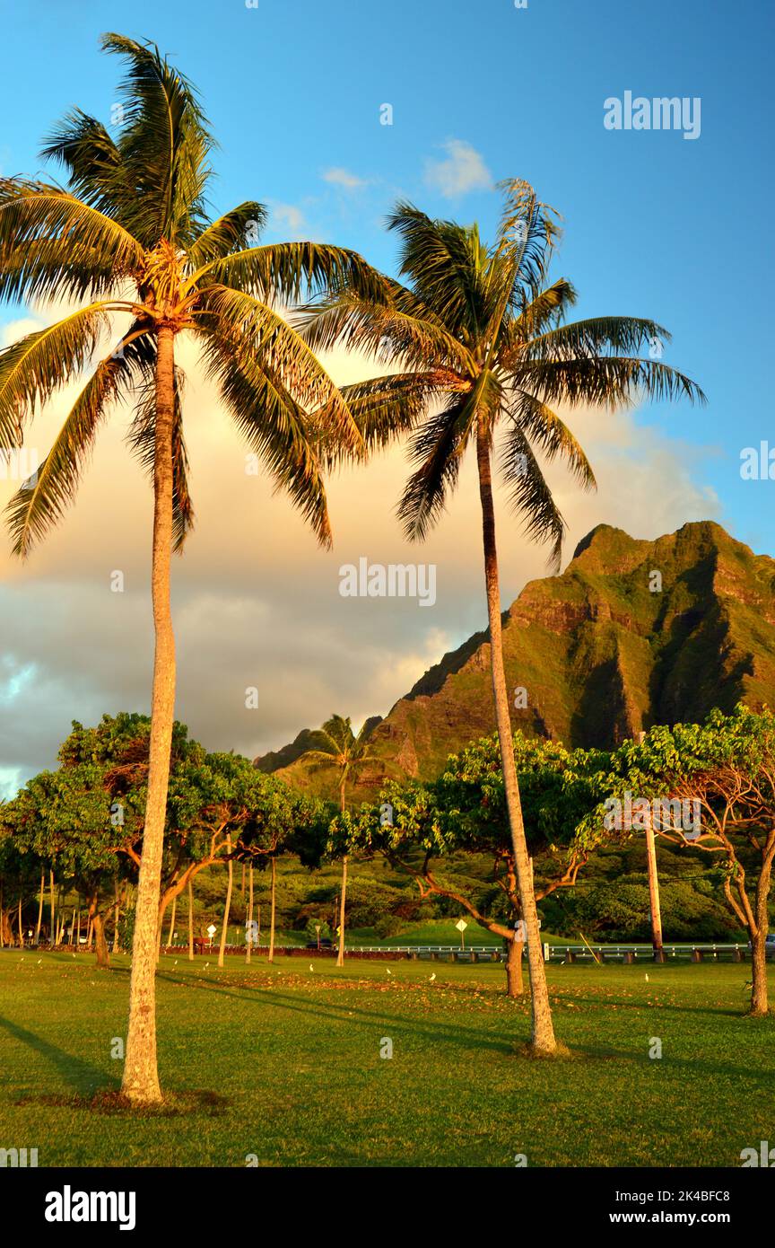 Palmen, die sich in der Brise wiegen, umrahmen die zerklüfteten Berge auf Oahu auf Hawaii Stockfoto