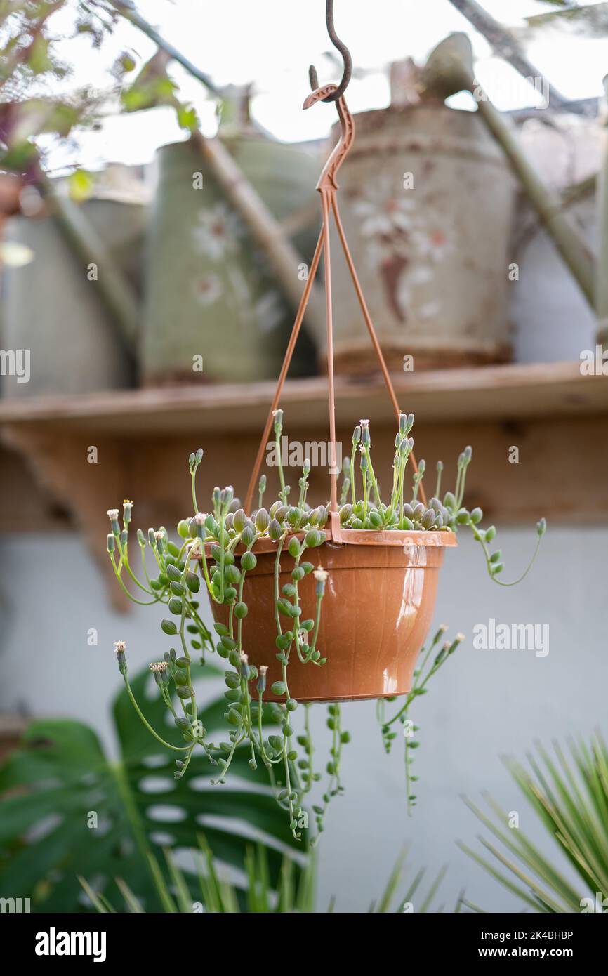 Blühender Senecio rowleyanus in braunem Topf, der im Gewächshaus mit verschiedenen Pflanzen hängt Stockfoto