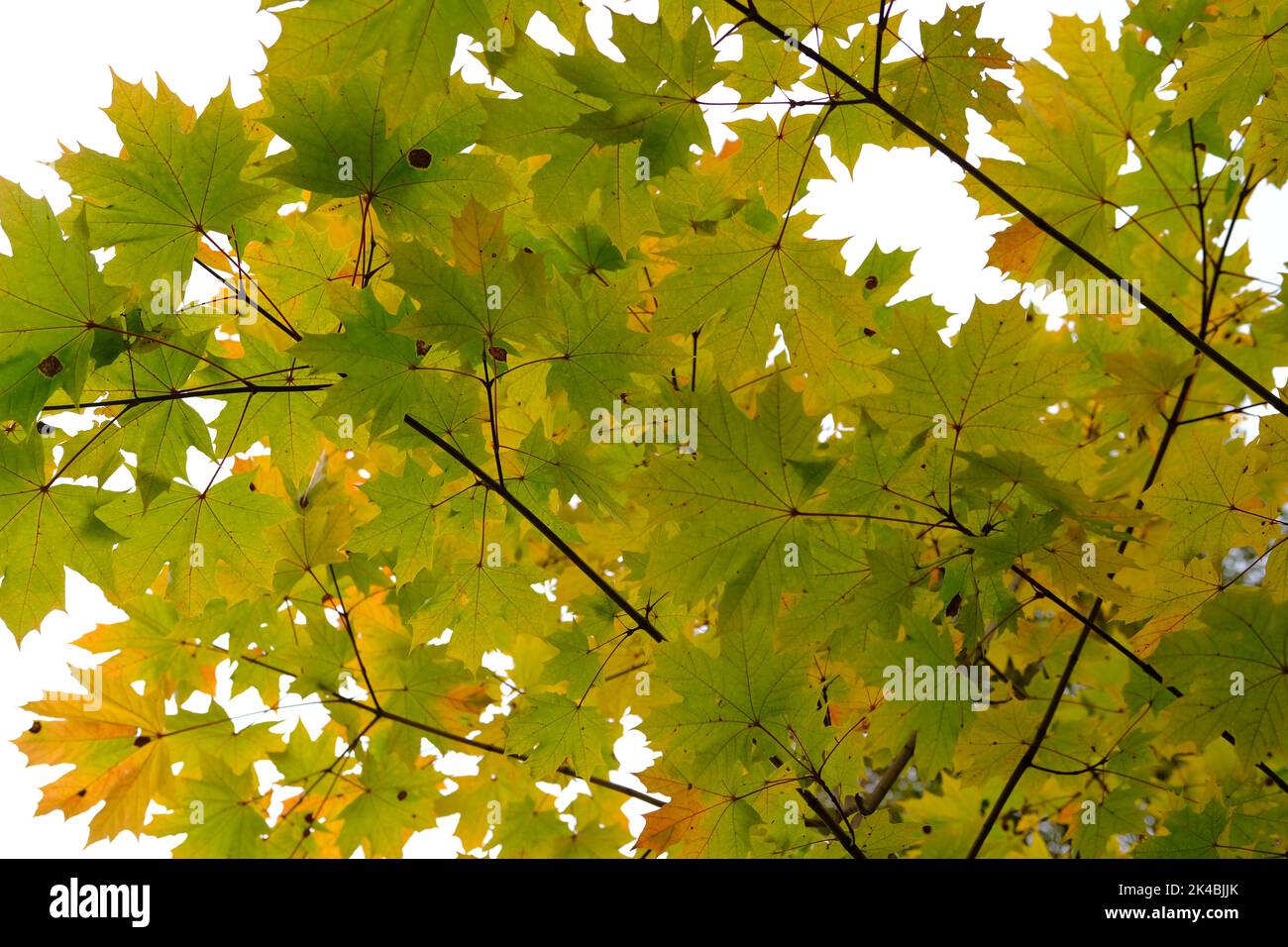 Herbsthintergrund Landschaft. Gelber Baum, gelbgrün orangefarbenes Laub im Herbstwald. Abstrakt Herbst Natur Schönheit Szene Oktober Saison Sonne hea Stockfoto