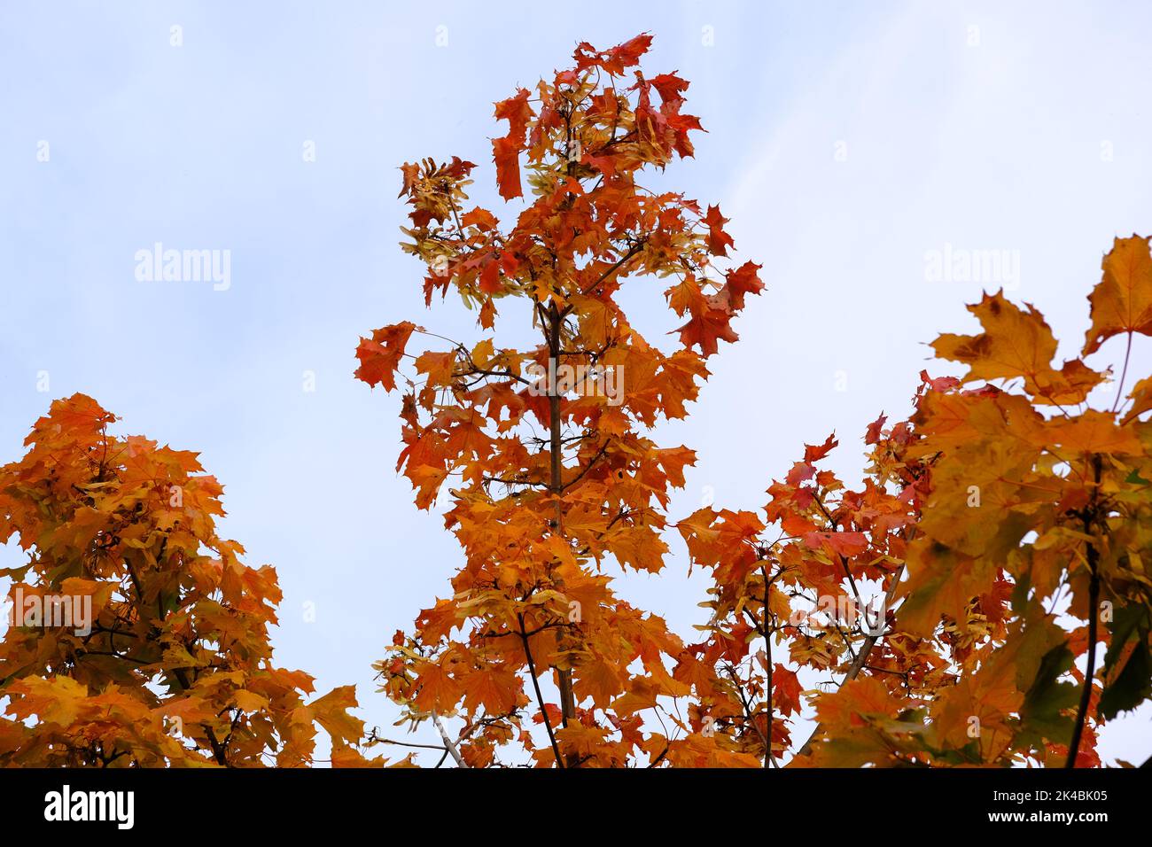 Herbsthintergrund Landschaft. Gelber Baum, gelbgrün orange rotes Laub im Herbstwald. Abstrakte Herbst Natur Beauty-Szene Oktober Saison Sonne Stockfoto