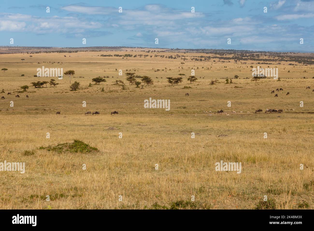 Tansania. Gnus auf die nördliche Serengeti Plain, am späten Nachmittag. Stockfoto