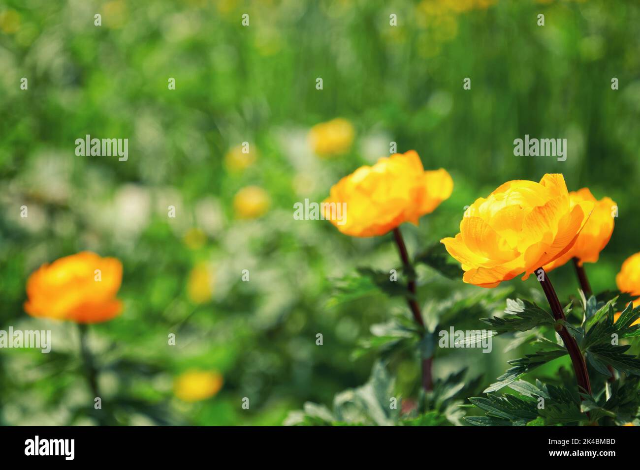 Kleine orangefarbene Ringelblumen mit verschwommenem grünen Gras. Schönheit Natur und Pflanzen Hintergründe Stockfoto