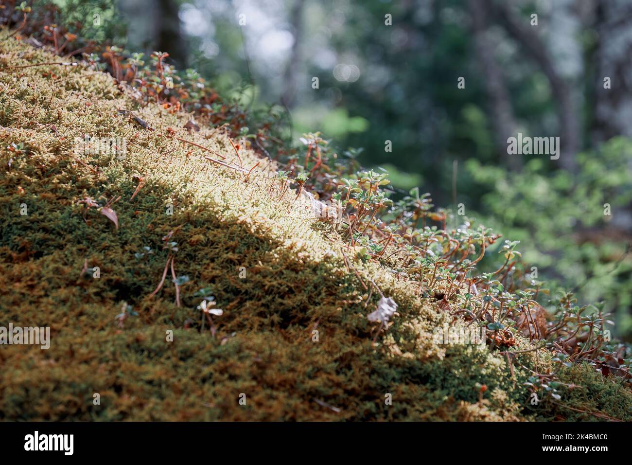 Dunkelgrünes Moos auf dem Hügel im Wald im Schatten und Sonnenlicht. Abstrakte Natur und Pflanzen Hintergründe Stockfoto
