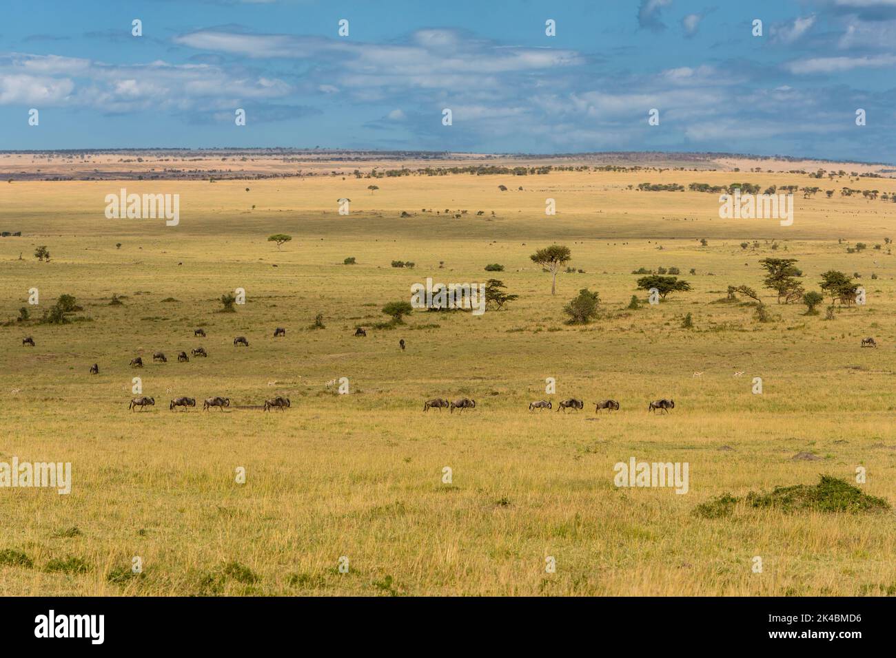 Tansania. Gnus auf die nördliche Serengeti Plain. Stockfoto