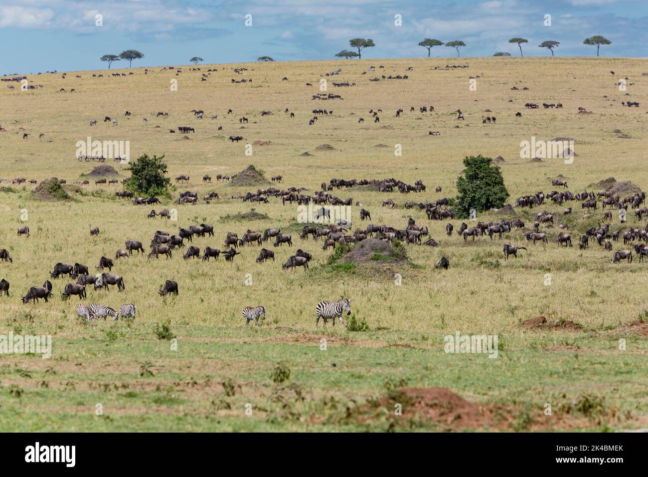 Tansania. Serengeti. Gnus und Zebras über die nördliche Serengeti Plain. Stockfoto
