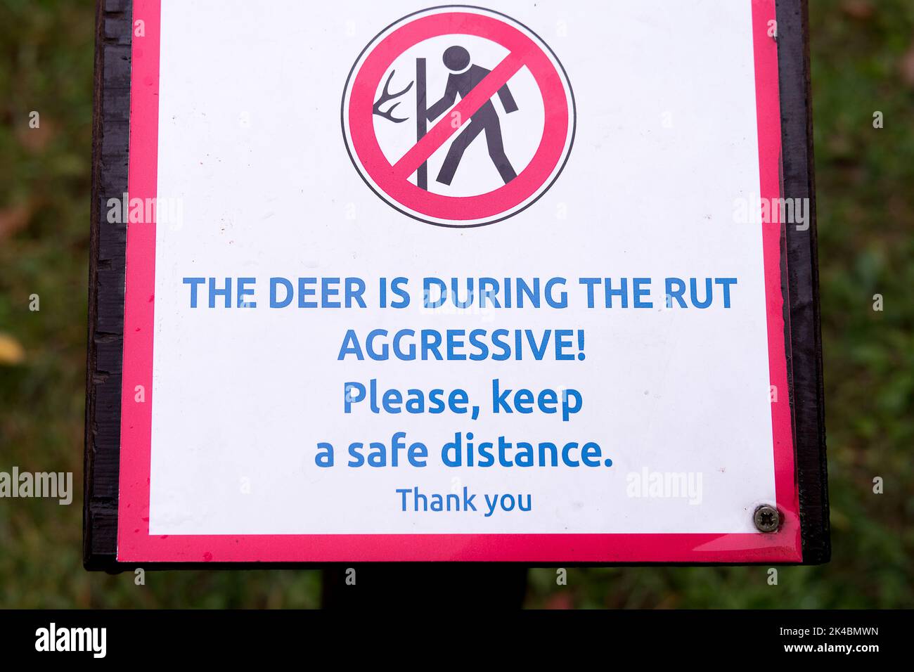 Tafel, Schreibtisch mit Schild. Text - der Hirsch ist während der Rut aggressiv. Bitte halten Sie einen Sicherheitsabstand ein. Stockfoto