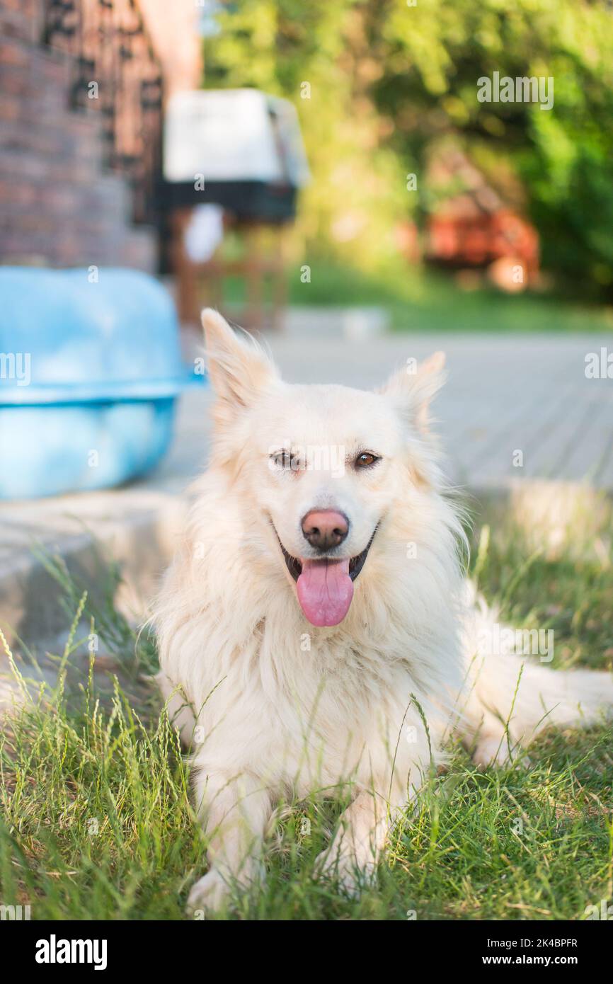 Großer weißer Hund mit Zunge auf dem Gras im Hof. Horizontales Porträt des männlichen Eckzauns. Aus dem Tierheim adoptiert. Stockfoto