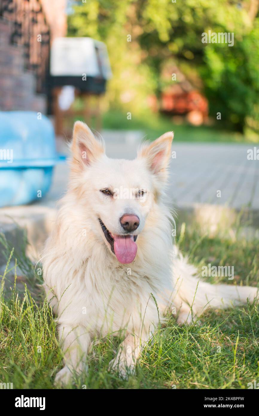 Großer weißer Hund mit Zunge auf dem Gras im Hof. Horizontales Porträt des männlichen Eckzauns. Aus dem Tierheim adoptiert. Stockfoto
