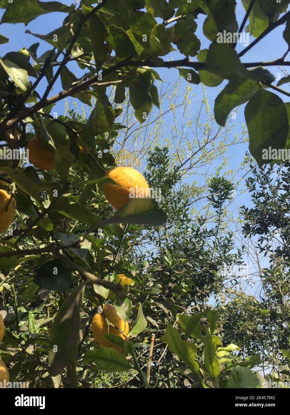 Zitrone im Zitronenbaum im Garten Stockfoto