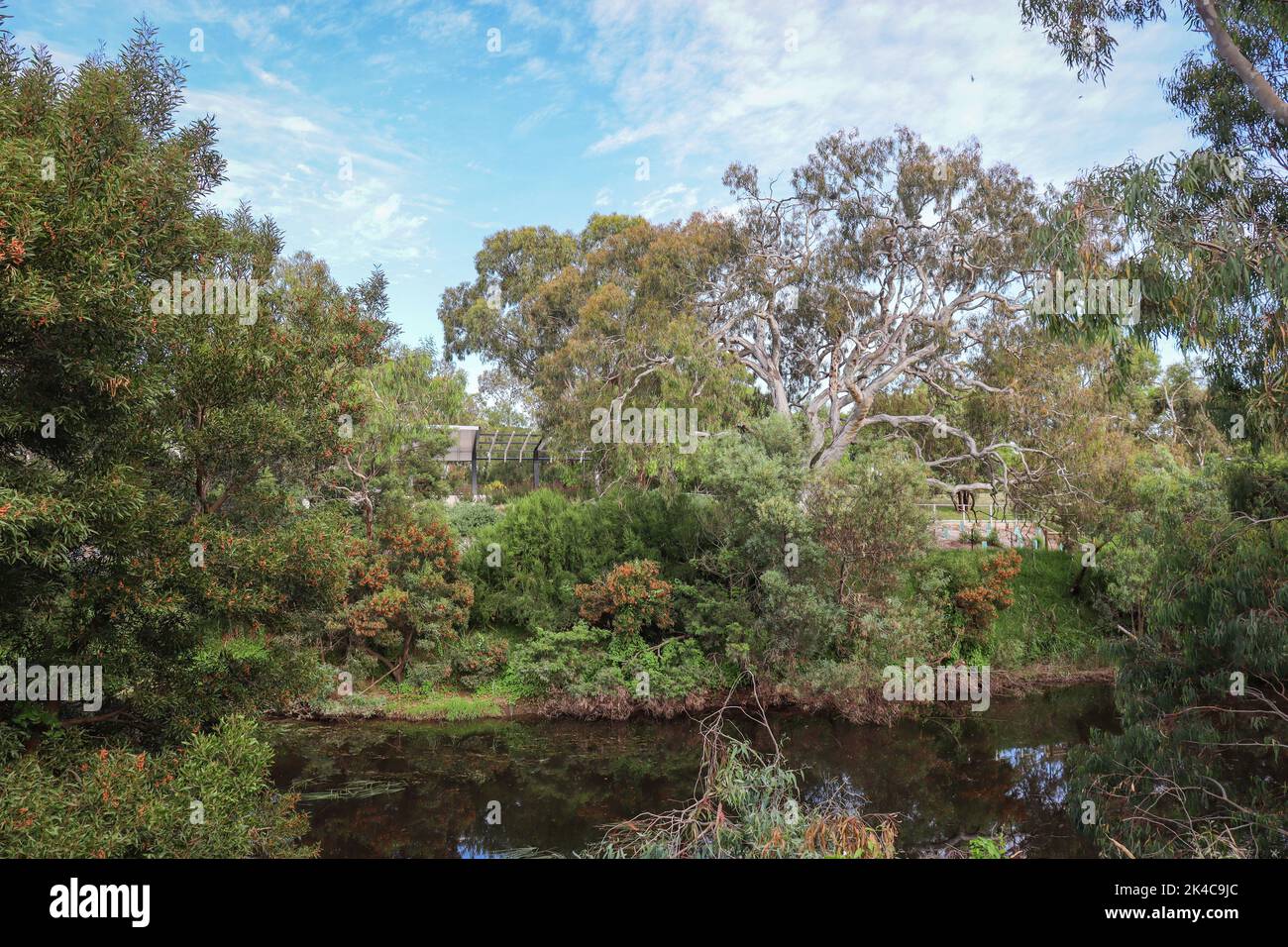 Der Werribee-Fluss mit Eukalyptusbäumen am Flussufer Stockfoto